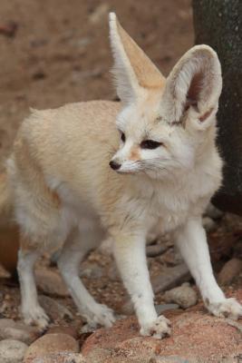 Read Desert Fox Journal: 150 Page Lined Notebook/Diary - NOT A BOOK | ePub