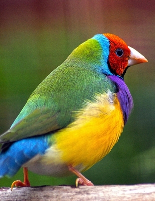 Download Notebook: gouldian finch zebra finches bird birds feeding food toys seed - Wild Pages Press file in ePub